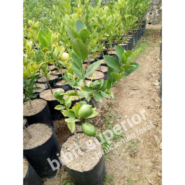Bibit buah jeruk lemon lokal