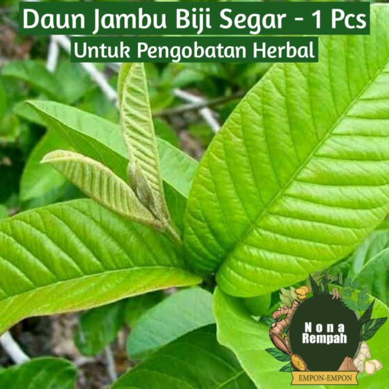 

Daun Jambu Biji Fresh & Segar Dipetik Langsung Dari Pohon
