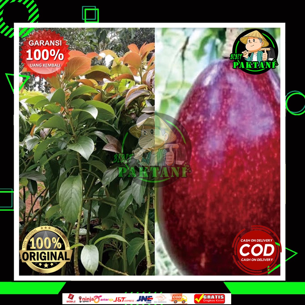 alpukat red Vietnam / bibit alpukat red vietnam