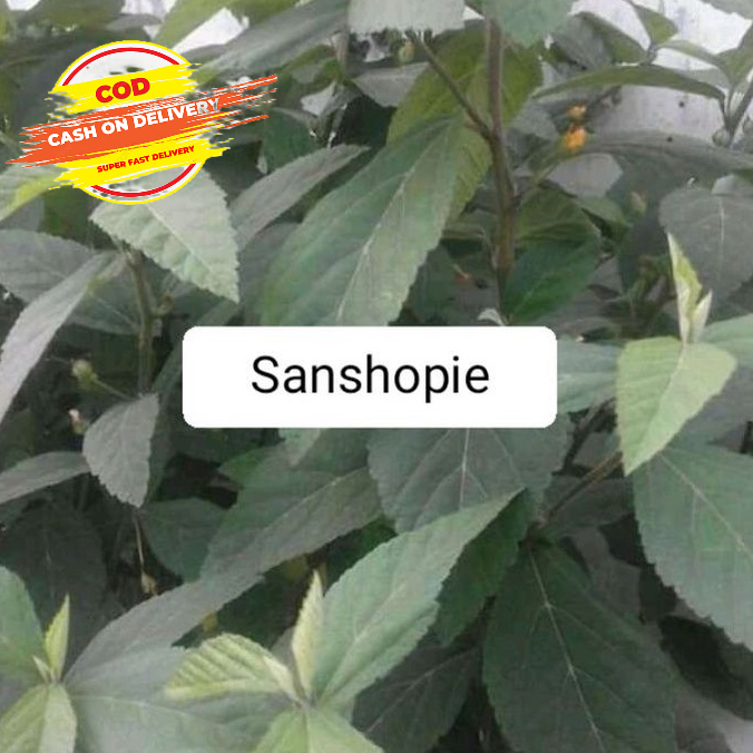 

Daun sidaguri jantan paket 500 gram