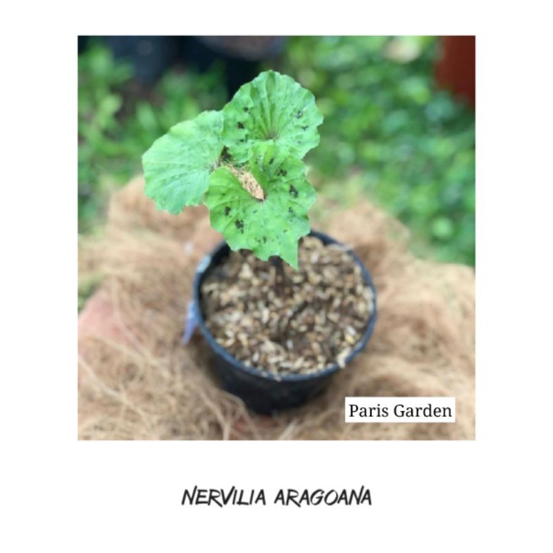 TANAMAN HIAS NERVILIA ARAGOANA - BIBIT TANAMAN NERVILIA CONCOLOR