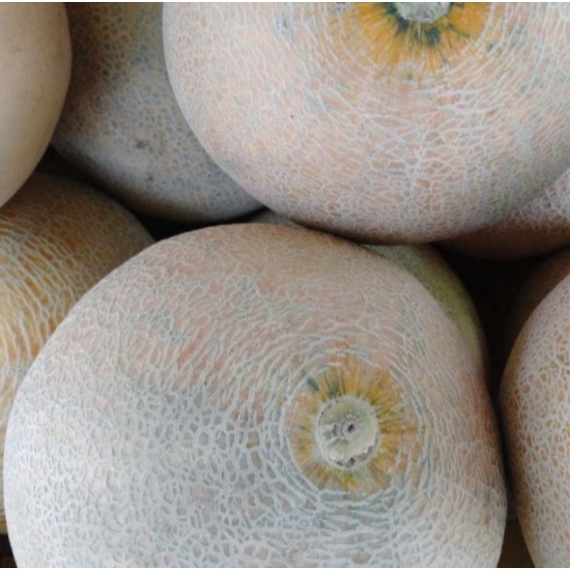

Buah Melon Madu Fresh Perbuah