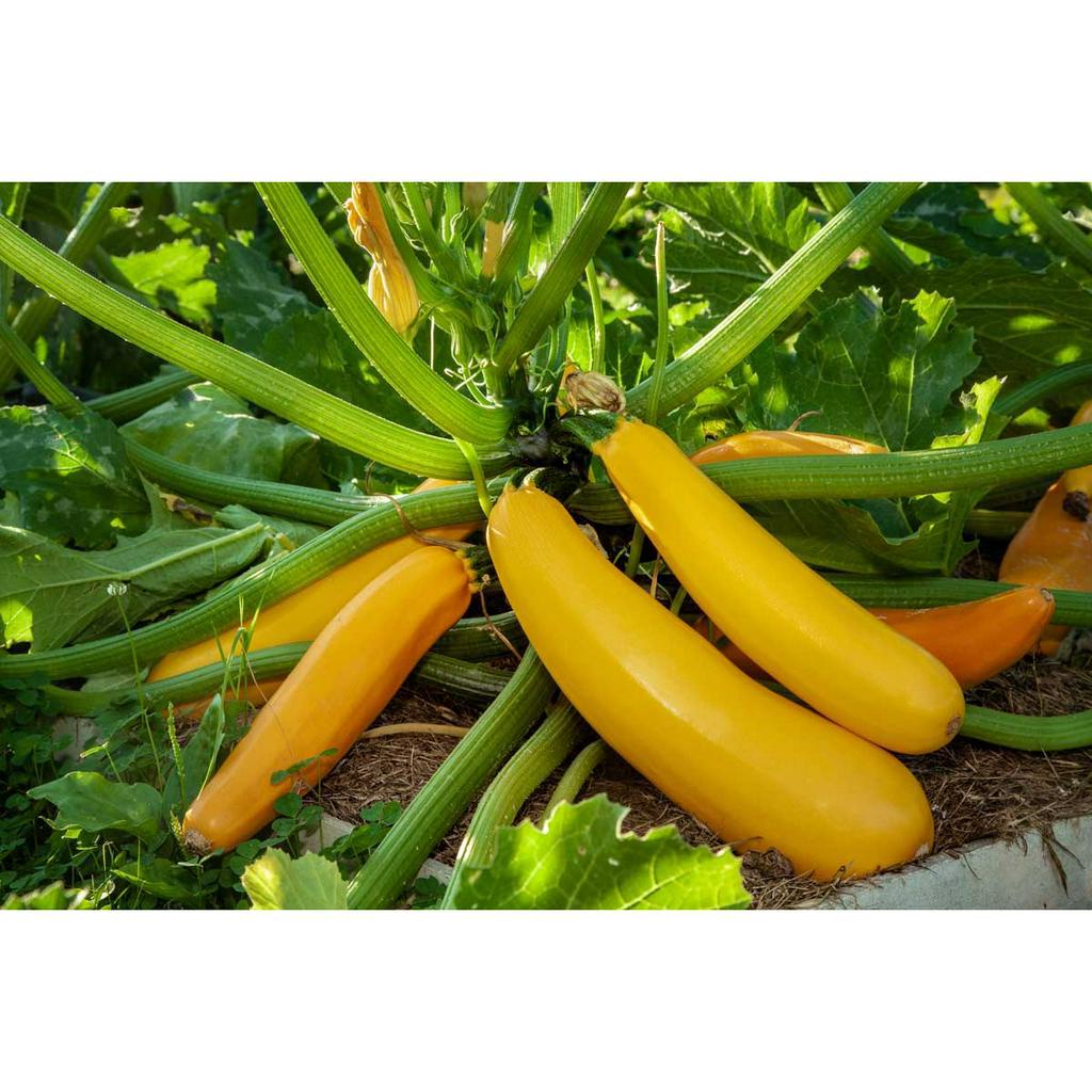 Benih Bibit Biji - Courgette Zucchini Golden / Yellow Zukini Kuning Emas Seeds - IMPORT