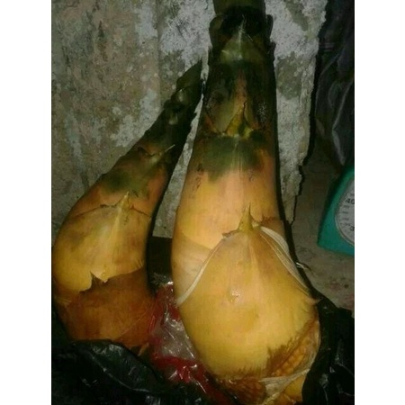 

[PROMO] REBUNG BAMBU KUNING AMPEL ORIGINAL 1KG