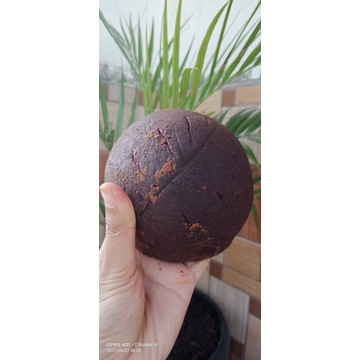 

GULA AREN CURUP LUBUK LINGGAU