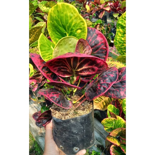Tanaman Hias Puring SRG (Super Red Giant)
