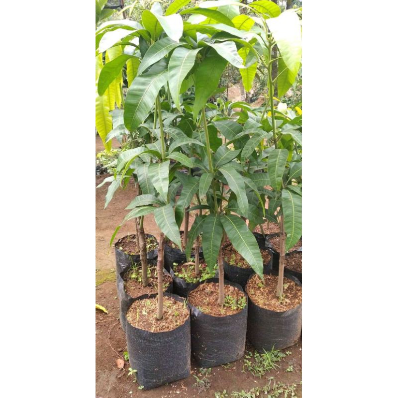 BIBIT MANGGA MADU OKULASI