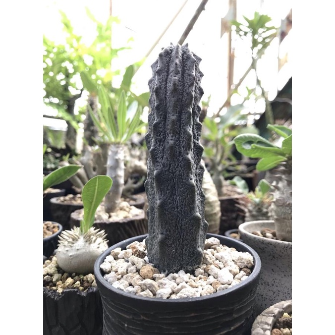 Euphorbia Abdelkuri per batang