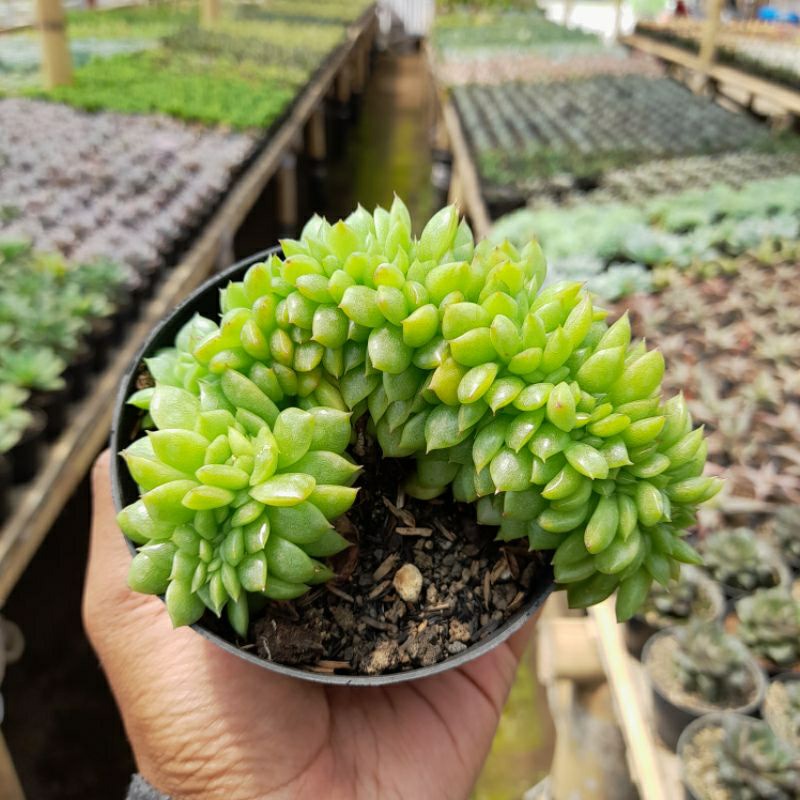 Sukulen Echeveria Agavoides Gilva Cristata | Gilva Crested | Paket Paketan Sekulen Kaktus Harga Prom
