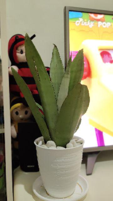 New Produck!! Tanaman Hias Sansivera Moons Shine - Manolin Silver