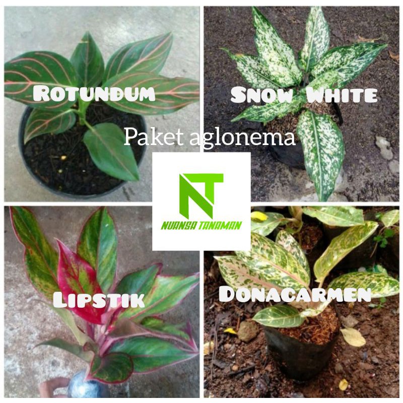Paket Hemat Tanaman Hias Aglonema - Tanaman Aglonema