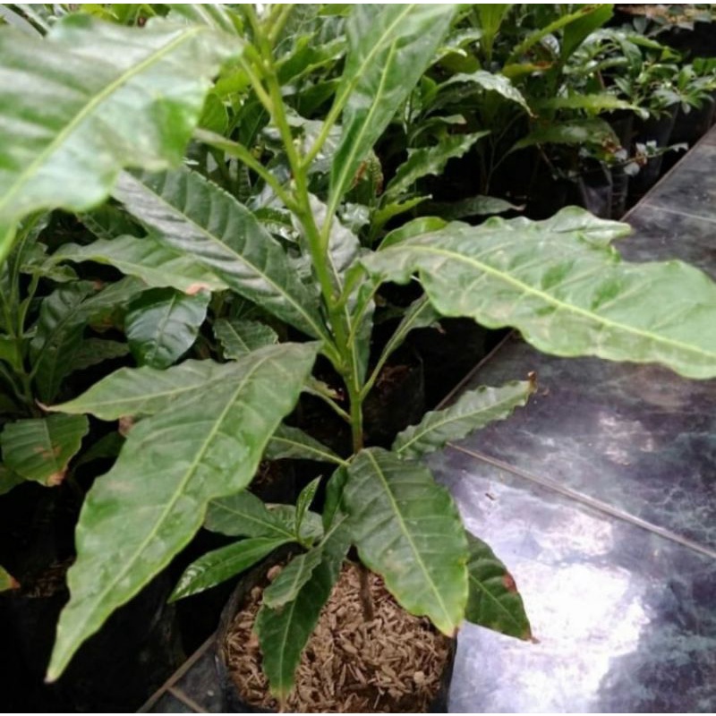 Bibit pohon sawo abiu/Tanaman buah sawo abiu