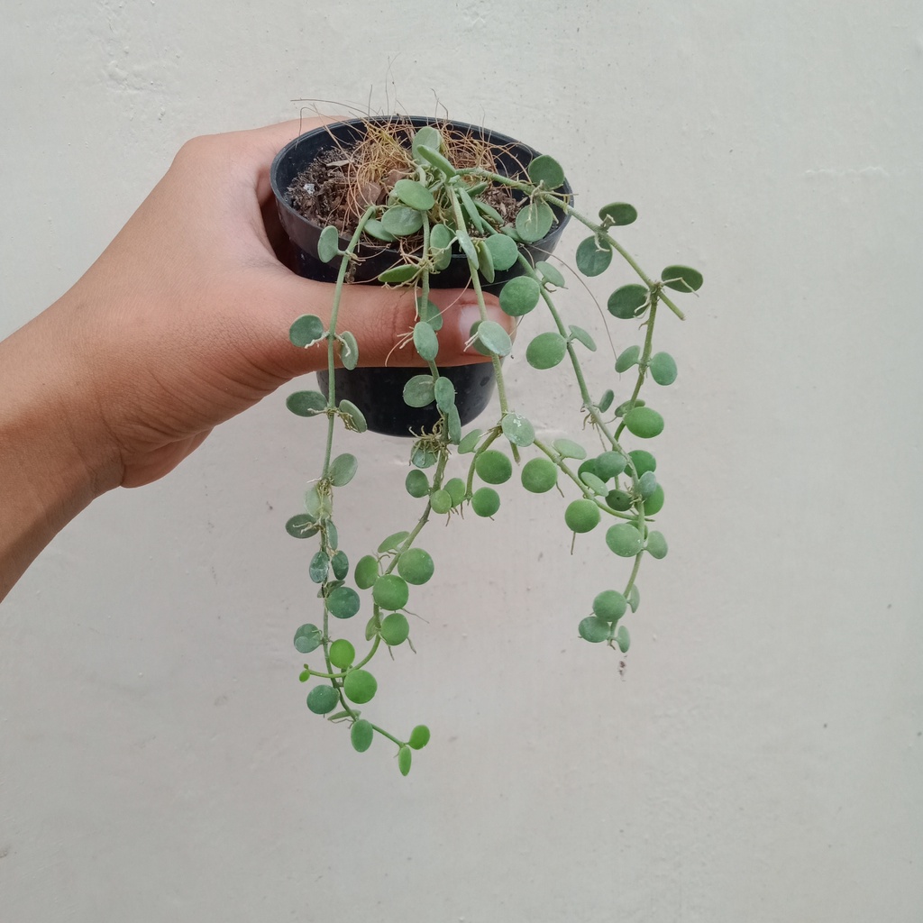 Tanaman Hias Dischidia Nummularia