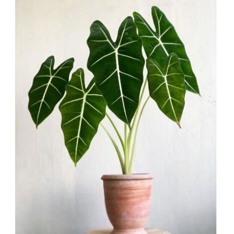 ( BISA COD ) Tanaman Hias Jenis Keladi - Caladium / Bunga Hias Keladi Tanaman Indoor Kelady / Tanama