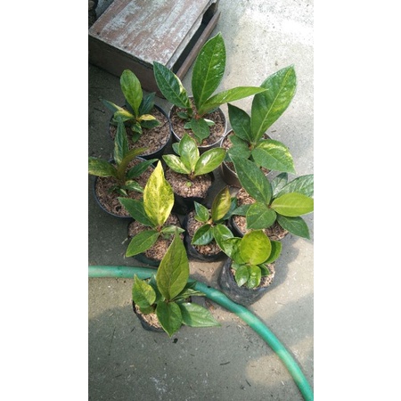 jemani varigata paket