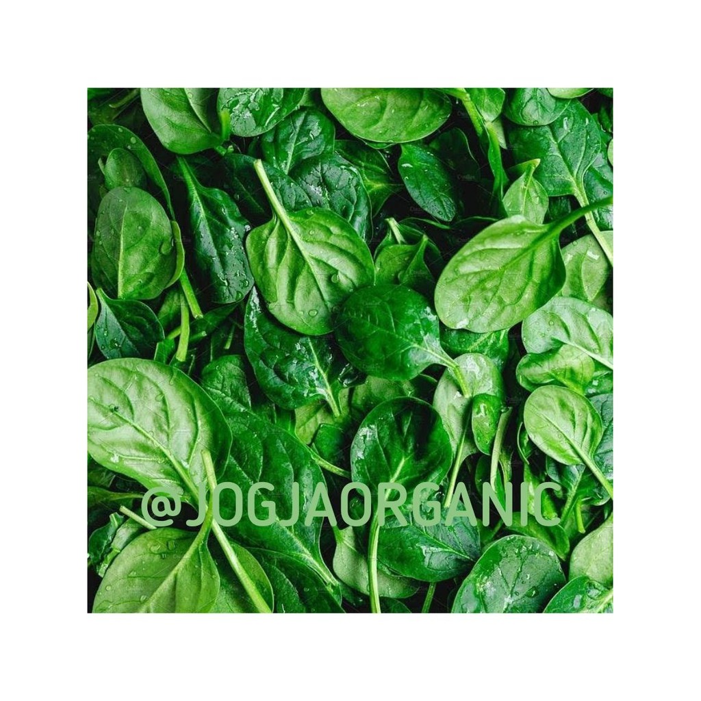 

[SAKHARA SHOP] BABY SPINACH ORGANIK PACK (60 Gram/pack)