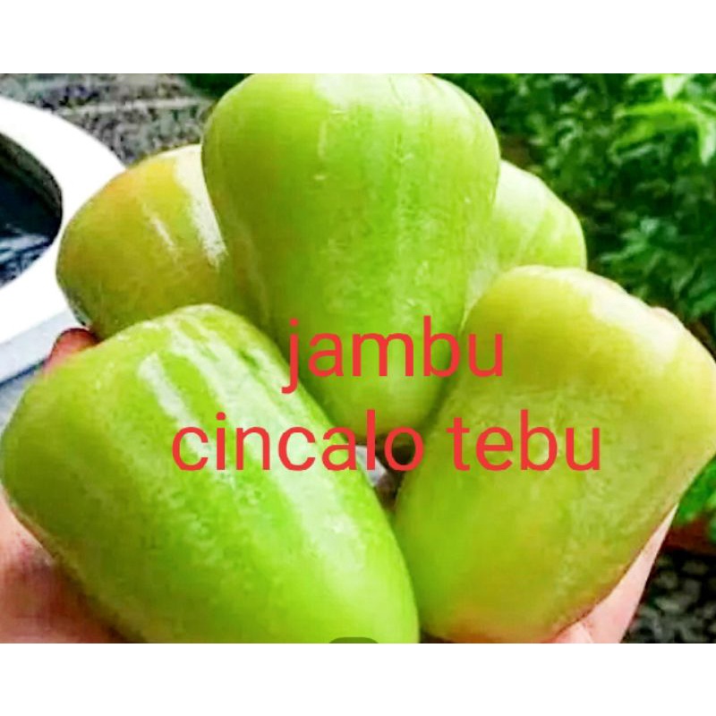 Bibit jambu air cincalo tebu