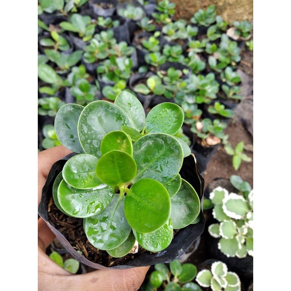 Bibit Beringin dolar micro mikro dolar mangkok full akar