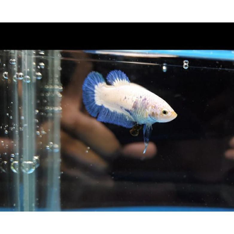 Ready Ikan Cupang Hias Female Macam Macam Jenis