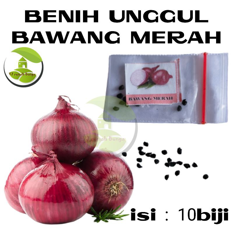 Benih Bibit Bawang Merah