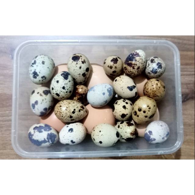 

TELUR MIX