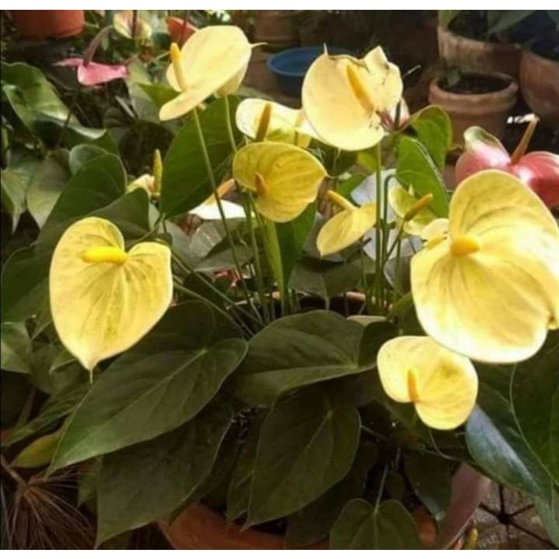 TANAMAN HIAS ANTHURIUM MICKEY MOUSE YELLOW SUNSHINE