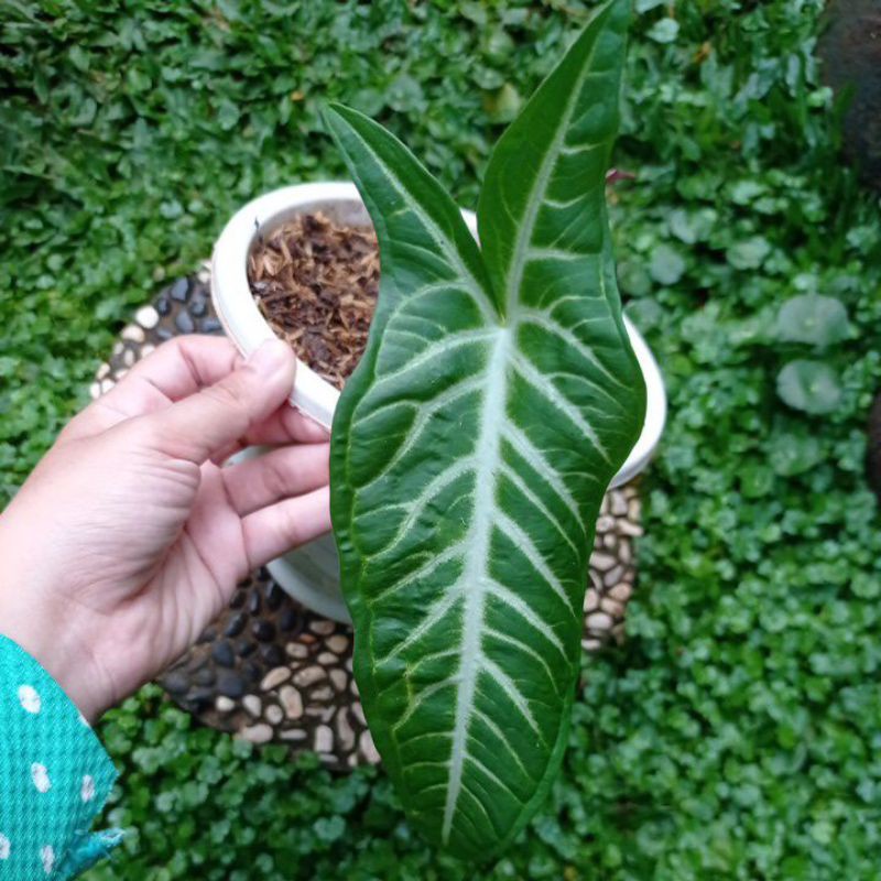 Antasoma || Xanthosoma Lindeni