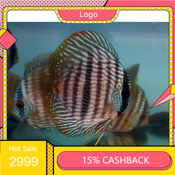 Discus  Heckel mulai ukuran 1 cm ( Ikan )