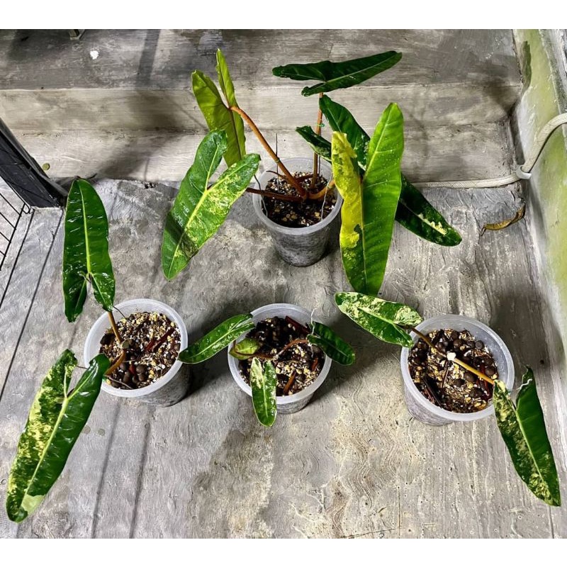 philodenrone bilitae var bergaransi original berkualitas bagus