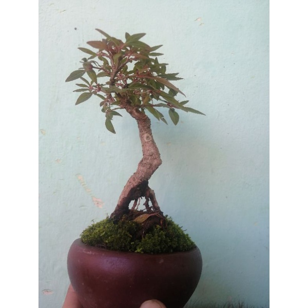 bonsai mame pusaka micro + pot tinggal pajang