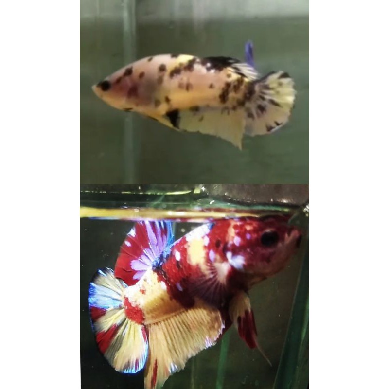 IKAN CUPANG YELLOW BASE GALAXY SATU PAIR