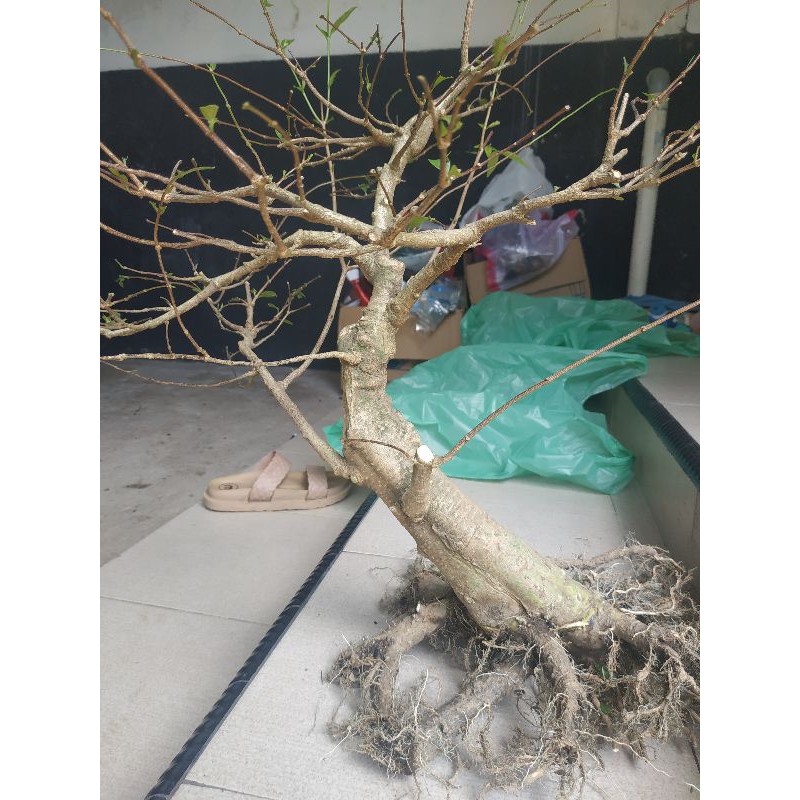 bonsai anting putri batang besar dan berkarakter