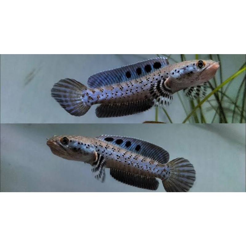 ORNA YELLOW LIPS (YL) 5-6 CM BAHAN PREMIUM