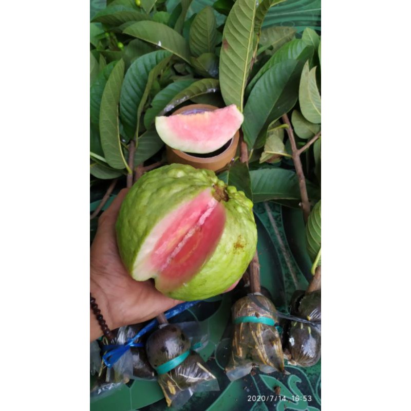 bibit cangkok an jambu kristal merah jumbo