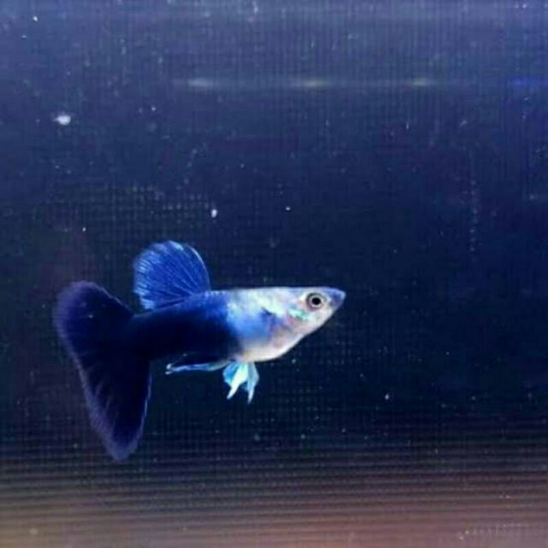 guppy Hb Blue