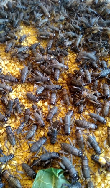 Promo Telur Jangkrik Alam 5 Onz