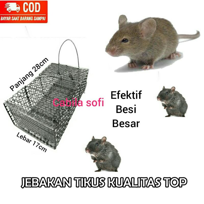 Perangkap tikus besi / Jebakan tikus / Perangkap musang