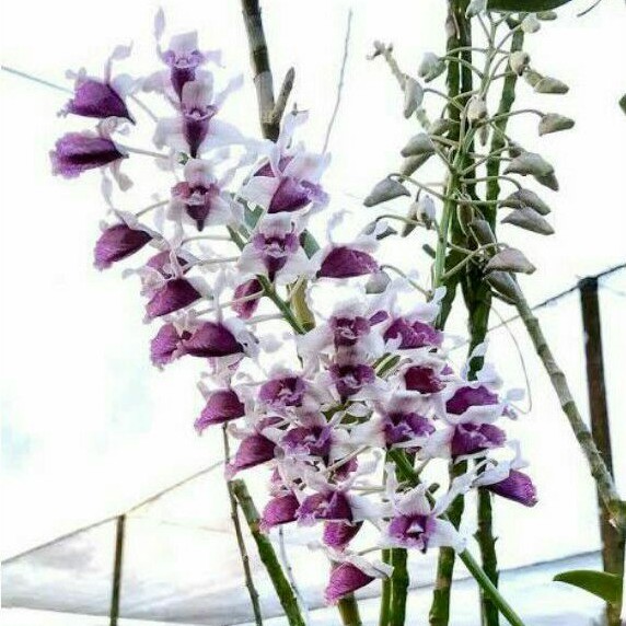 Dendrobium Nindi