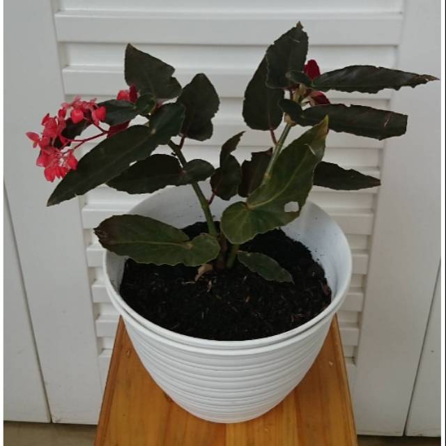 Tanaman hias begonia angelwing / tanaman hias begonia moca / tanaman begonia