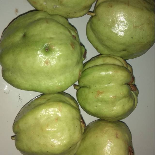 

Jambu kristal