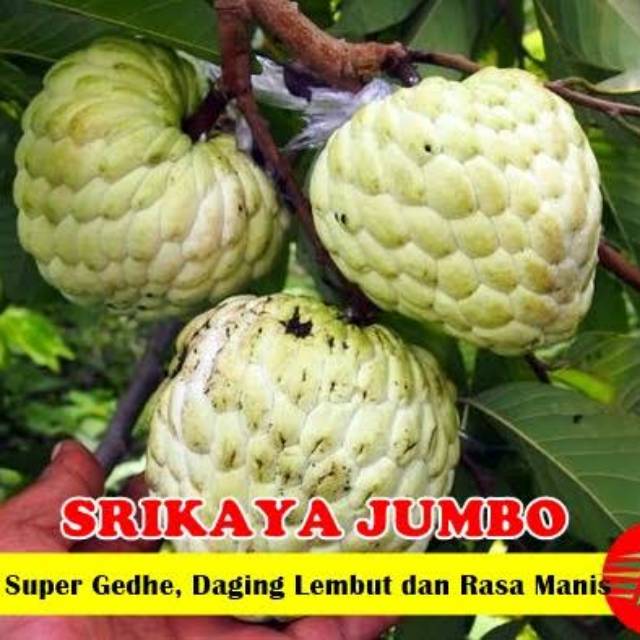 BIBIT SRIKAYA JUMBO
