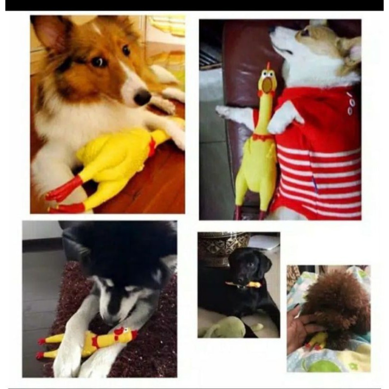 Laristerus79 Mainan AYAM TERIAK pencet bersuara bunyi karet shrilling screaming chicken toys kucing