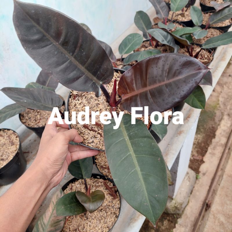 Tanaman Hias Philodendron Black Cardinal  - Black Cardinal