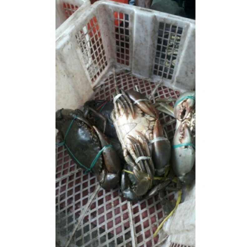kepiting hidup fresh size isi 2-3 / 1kg