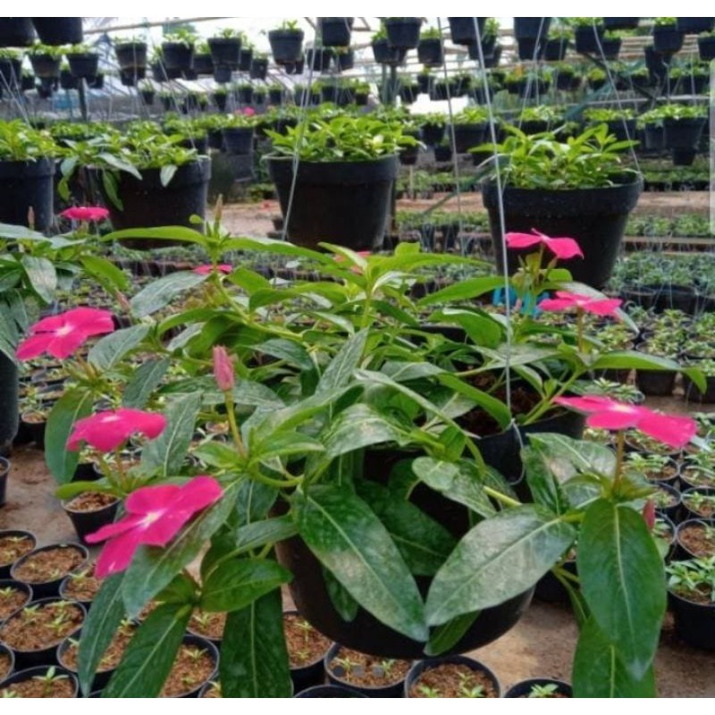 Taman Bunga Vinca Jual Hot Sale Tanaman Bunga Vinca 