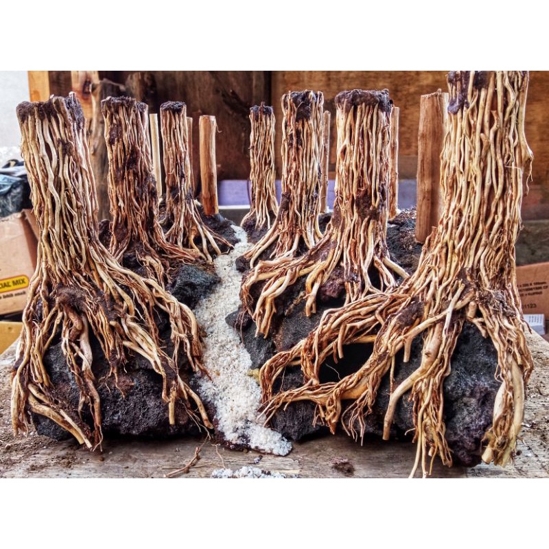 jungle aquascape hardscape