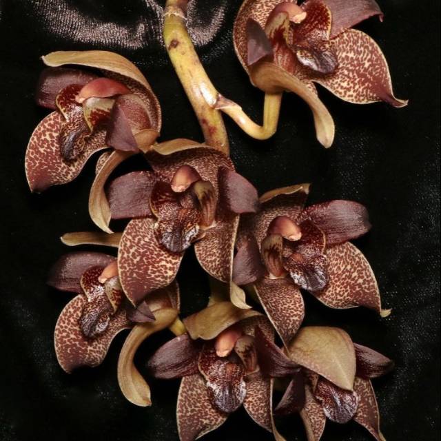 Grammatophyllum Stapeliiflorum