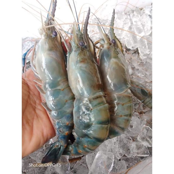 

udang galah size B