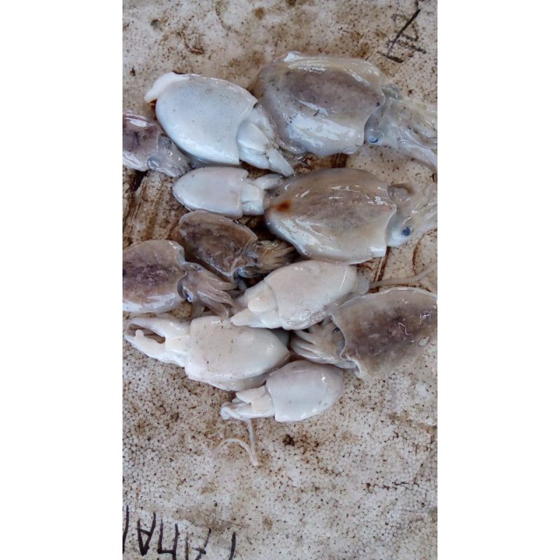 

Sotong segar 1kg