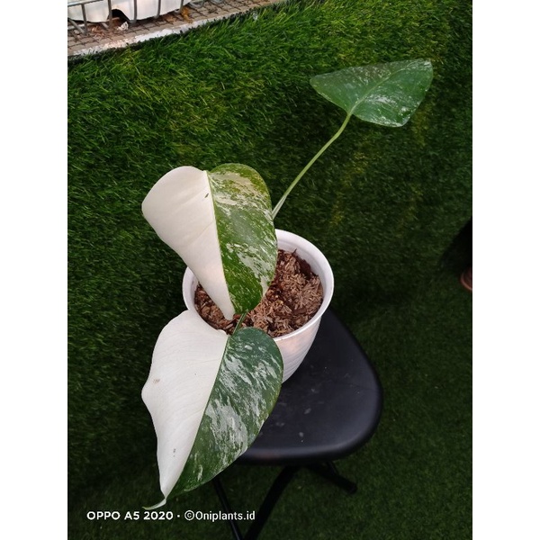 monstera deliciosa albo variegata